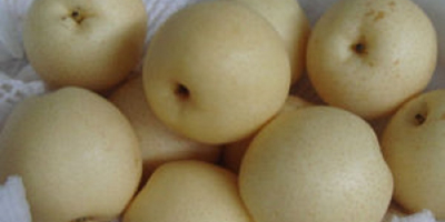 Produktname Su Pear Herkunftsort Türkei Marke OEM Lagerung 0