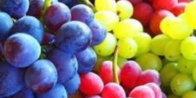 Qualität Ausgezeichnete Früchte, gute Früchte Farbe Grün Horizontaler Durchmesser