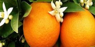 elemérték Stílus Friss terméktípus Citrusfélék Gyümölcstípus Narancsos termesztési típus