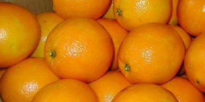 Artikelwert Stil Frisch Produkttyp Zitrusfrucht Typ Orange Anbau Typ