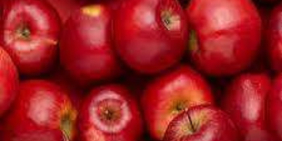 Sorgfältig ausgewählte und gesammelte Äpfel aus den Apfelhainen der