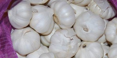 1) Normaler weißer Knoblauch (roter Knoblauch, lila Knoblauch) 2)