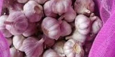 1) Normal white garlic (red garlic, purple garlic) 2)