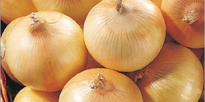 itemvalue Style Fresh Type Onion Product Type Liliaceous Vegetabless