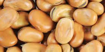 Beans (horse) Moisture – max. 14.0%; trash admixture –