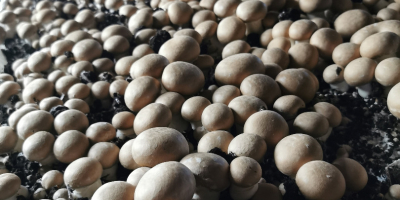 Welcome. We offer brown mushroom and portabello directly from