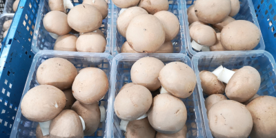 We offer brown mushrooms and portabello directly from the