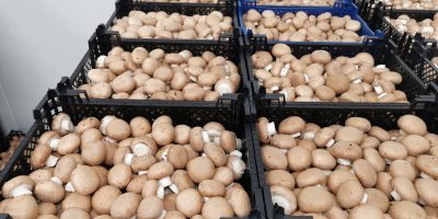 We offer brown mushrooms and portabello directly from the