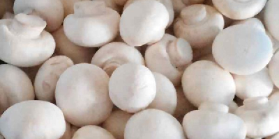 Ciuperci congelate proaspete și albe de calitate superioară Denumire