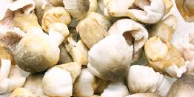 Top Quality Fresh and White Frozen Mushroom Product Name: