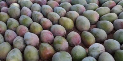 offering 1th and 2th grade mangos from senegal,hand-picked and