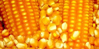 Yellow Corn Maize Produktname 2018 Hochwertiger Bulk IQF Yellow