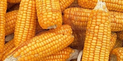 Yellow Corn Maize Produktname 2018 Hochwertiger Bulk IQF Yellow