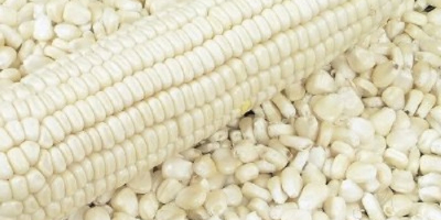 White Corn Maize Beschreibung Nein GM - NON GMO.