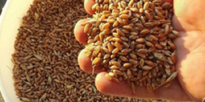 Wheat Grain 2 Grade, 3 Grade Wheat (Milling Grade):