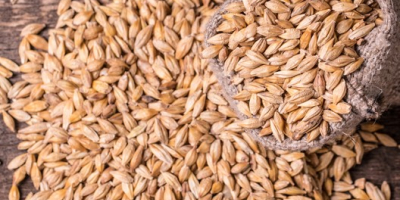 Barley Malt Grain Moisture – max. 14.5 % Foreign