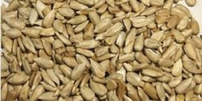 Sunflower Seeds Kernel Style Fresh Broken 6-8% Moisturen7.5% max