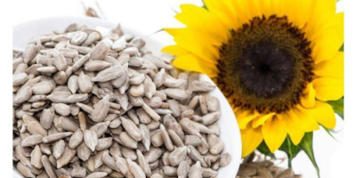 Sunflower Seeds Kernel Style Fresh Broken 6-8% Moisturen7.5% max