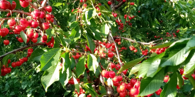CHERRIES FOR SALE up to 50 t
