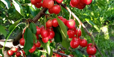 CHERRIES FOR SALE up to 50 t