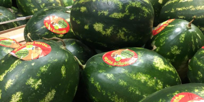 Watermelons produced in Morocco. The price includes transport to