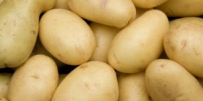 Fresh potatoes available and ready to be exported to