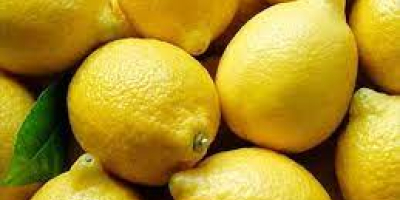 Fresh Grade A Lemons available. Contact via whatsapp +1-414-944-1628