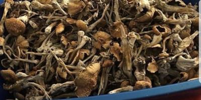 Agric Dynamics offers dried mushrooms of multiple varieties ready