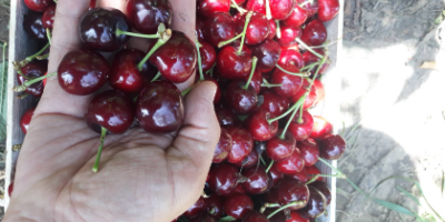 Cherries for selling in bulk, 5 kilos woodden boxes,