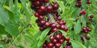 Cherries for selling in bulk, 5 kilos woodden boxes,