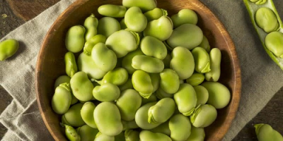 Premium Quality Dried Broad Beans / Dried Fava Beans