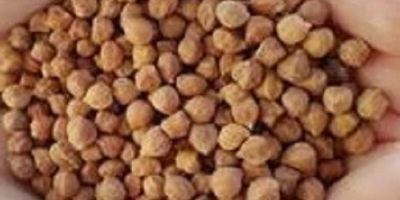 We are suppliers and distributors of high quality Kabuli