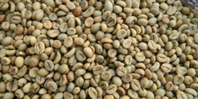 Best Selling Freshly Roasted Coffee Beans Dormans Continental for