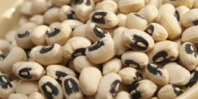 New Crop Black Eye Vigna white Beans /Cowpeas We