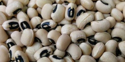 New Crop Black Eye Vigna white Beans /Cowpeas We