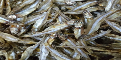 We are reliable supplier of a variety of Seafood