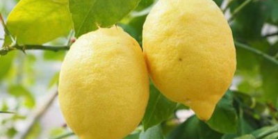 Quality organic lemons