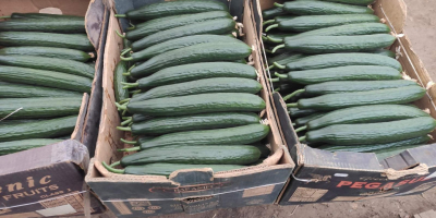 Home-grown fresh snake cucumbers.