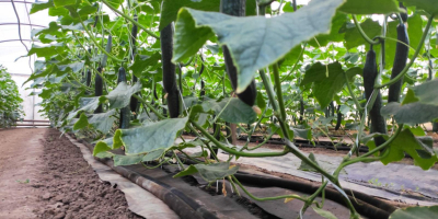 Home-grown fresh snake cucumbers.