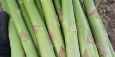 Green asparagus for selling. Available 1.5 tonnes