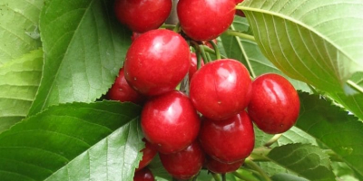 Sweet cherry Our sales have begun a high-quality new