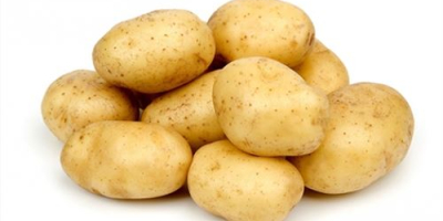 Start of sales of new crop potatoes GANITA EXPORT
