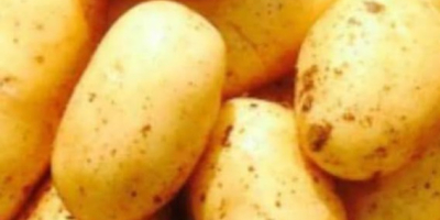 Start of sales of new crop potatoes GANITA EXPORT