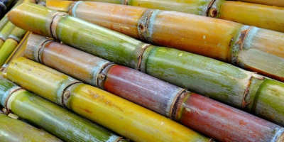 Fresh SUGARCANE directly from our farm. Available in large