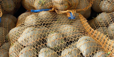 zum Verkauf Kartoffeln, Vineta-Sorte, 15 kg Beutel, auf einer