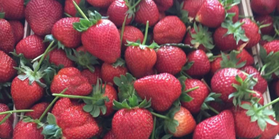 Strawberry &quot;red diamond&quot;, import from Turkey. Very attractive price!