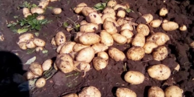 Нови картофи, производство 2021. Peretu, Teleorman