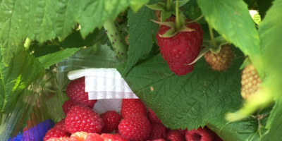 POLKA raspberry plantation, is the variety with the best