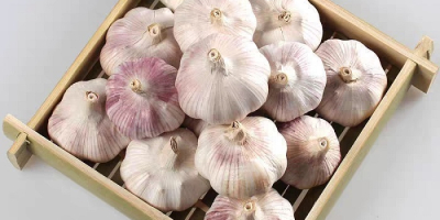 Knoblauch nährstoffreich: alle 100 g Wasser mit 69,8 g,