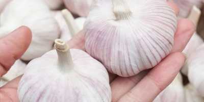 Knoblauch nährstoffreich: alle 100 g Wasser mit 69,8 g,